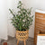 60cm Artificial Olive Leaf Potted Plant