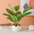 Artificial Pin Stripe Calathea Plant