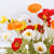 8pc Artificial Poppy Flower Bouquet Set