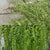 Artificial Cascading Fern Plant