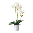 Artificial Potted Double Stem Orchid