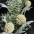 Artificial Winter Antler Fern Cotton Flower Wreath