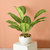 Artificial Pin Stripe Calathea Plant