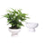 Modern Decorative Pedestal Bowl Vase